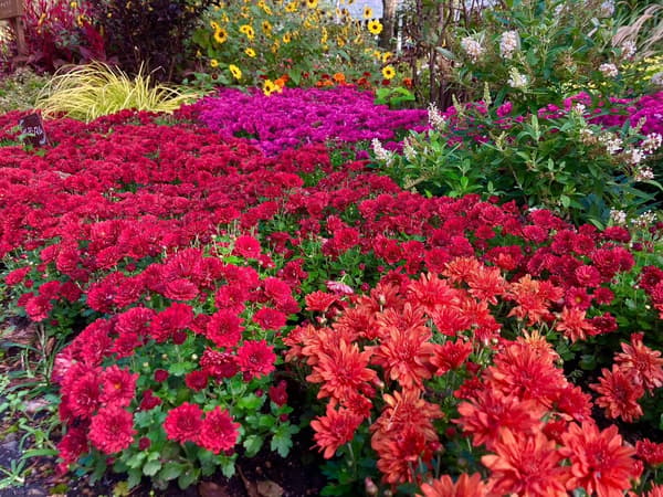 Chrysanthemums filling a garden bed