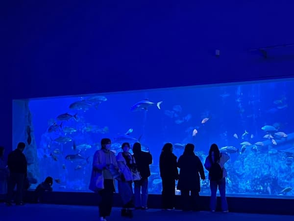 去年夜间水族馆体验，游客享受闭馆后的游览