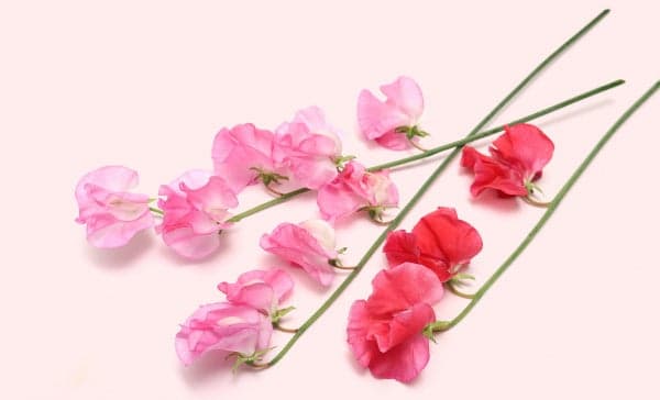 我赞美我自己留言卡和鲜花礼物