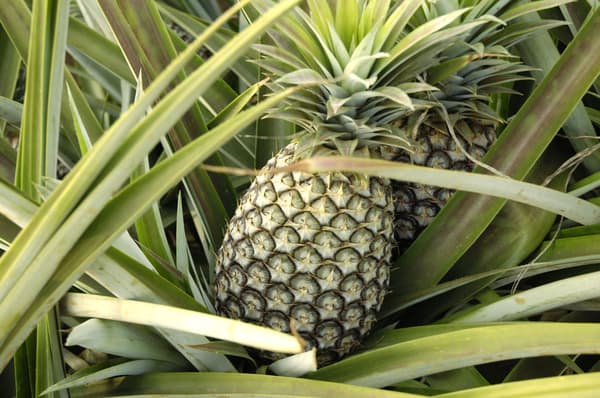 Golden pineapple used in the brewing of Pineapple Ale
