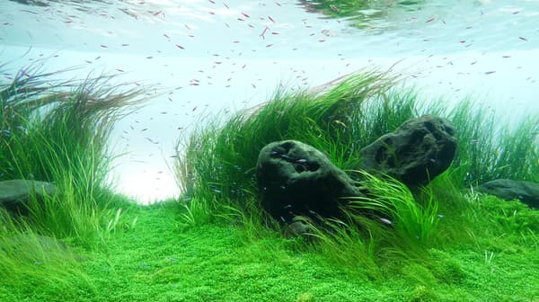 Karya ADA aquascape creators di AOAO SAPPORO