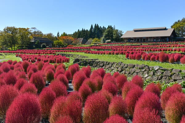 Kochia in autumn color against a blue sky at the Dandanbatake terraced fields