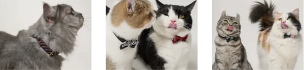 ÉCLAT BOW 使用中