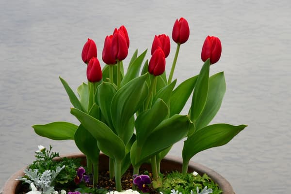 红色品种“叛徒”