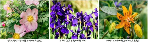 Seasonal flowers blooming across SIKI Garden