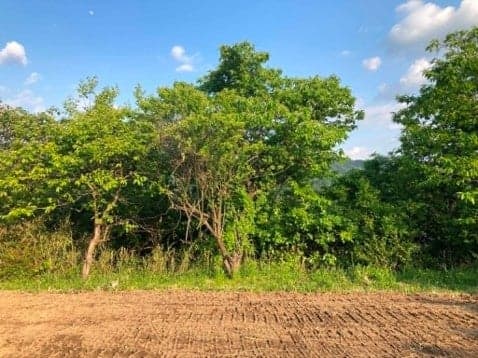 The site before development work began