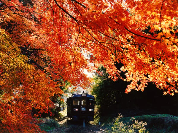 รถไฟสายวาทาราเซะ เคโคกุ วิ่งผ่านใบไม้เปลี่ยนสี