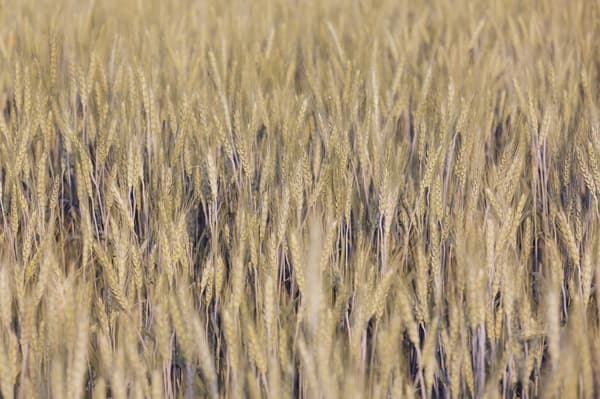 Finnish barley fields