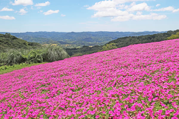 Momoiro Toiki di Mother Farm