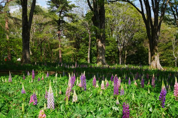 Lupino (Foto tomada: 16 de abril de 2026)