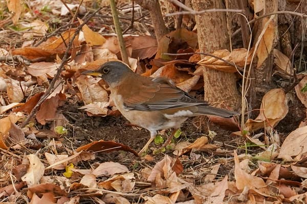 2025年1月15日拍摄的灰背鸫