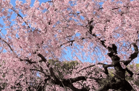 日本桥樱花树种植倡议