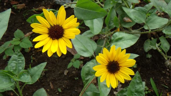 Sun Believable sunflowers in bloom at Shinjuku Central Park
