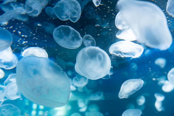 广岛基町水族馆内景