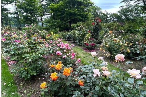 브리티시 힐스 장미 정원