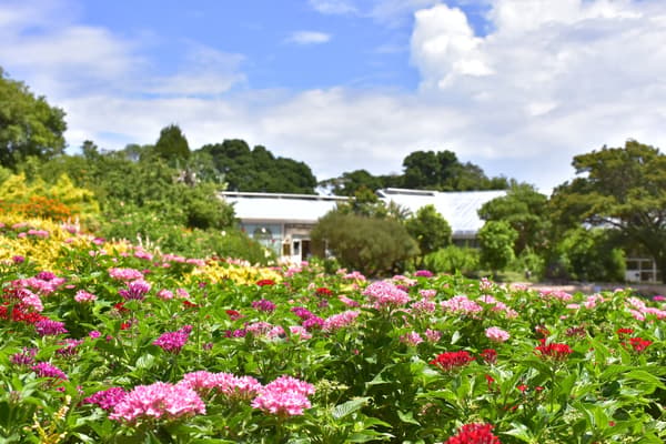 Pentas