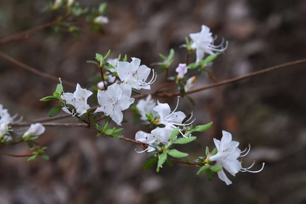 Shirobana Unzen Tsutsuji in full bloom