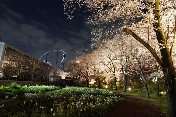 夜樱日和（往届活动）