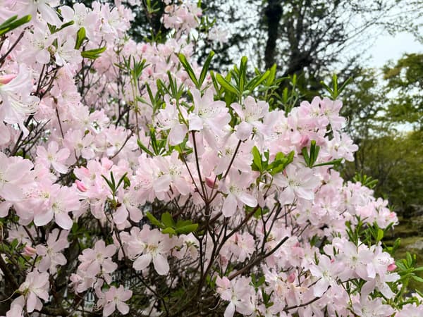 黑船杜鹃（摄于4月15日）