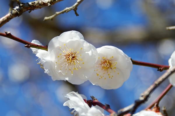 晚开品种“乙女之袖”