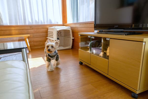 宠物友好房，配有狗狗设备