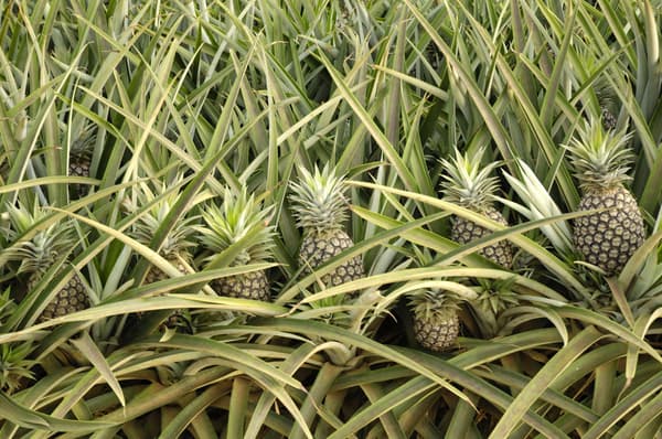 Hand-cut Golden Pineapple prepared for brewing