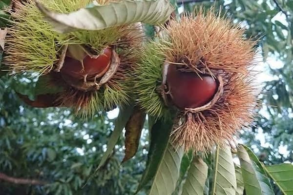 Chestnut Iinuma yang ditanam dengan metode ikkyu ikka, satu buah per kulit