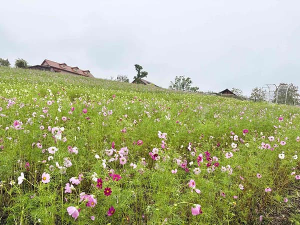 Taiyo no Oka cosmos field on October 26