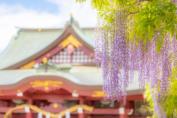 笠间稻荷神社的紫藤