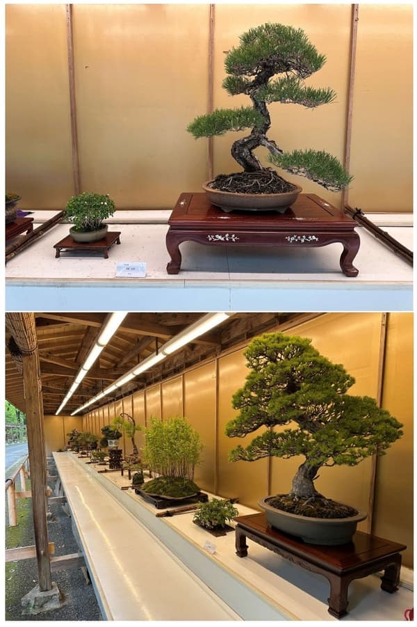 Bonsai on display
