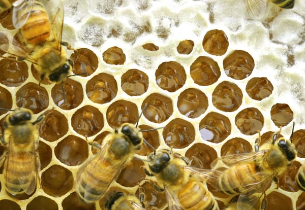 Nectar capped with wax after ripening