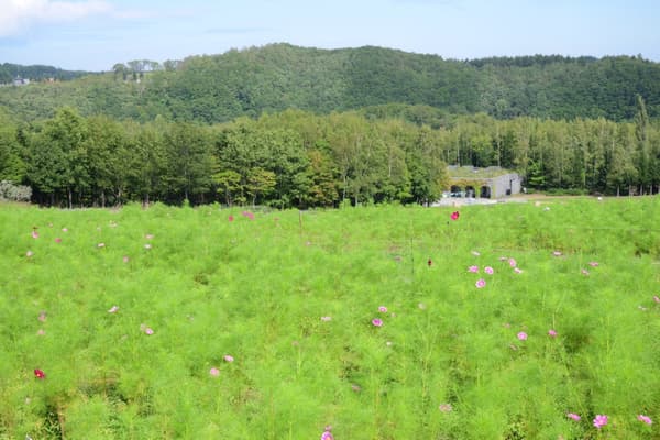 Cosmos field ahead of full bloom