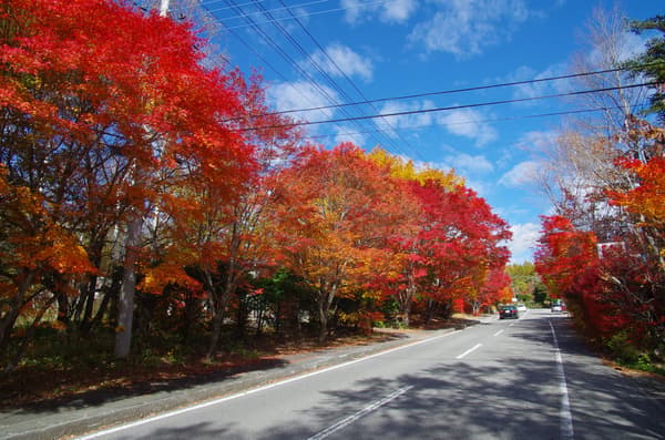 Hojas de otoño en los árboles de la carretera alrededor del Yatsugatake Club (de finales de octubre a principios de noviembre)