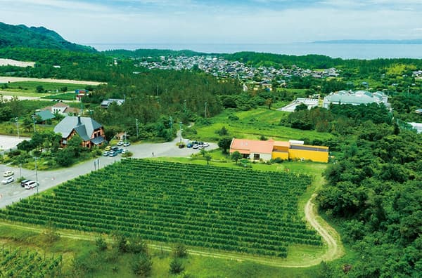 ไร่องุ่นของ Winery & Restaurant Fermier ในย่าน Echizenhama จังหวัดนีงาตะ