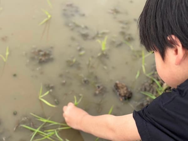 水稻种植参与者