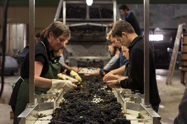 Domaine Simon Bize vineyard
