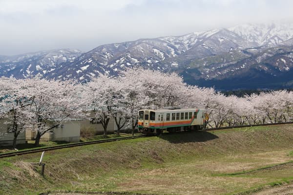 Cherry blossoms along the corridor