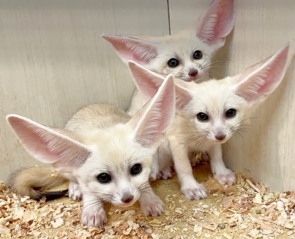 Pertumbuhan sehat per 30 Januari 2026