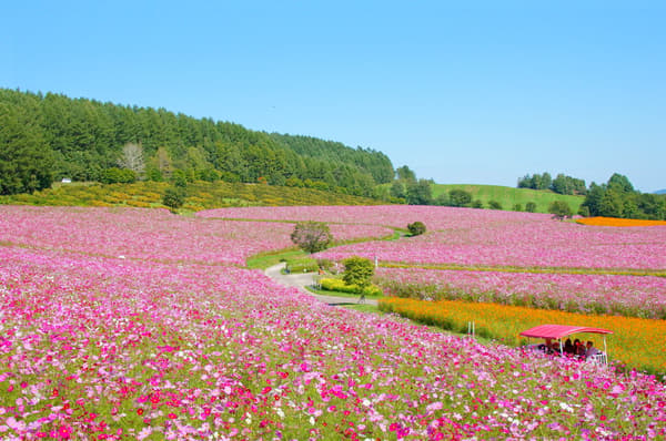 The mixed native varieties make up about 70% of the cosmos field