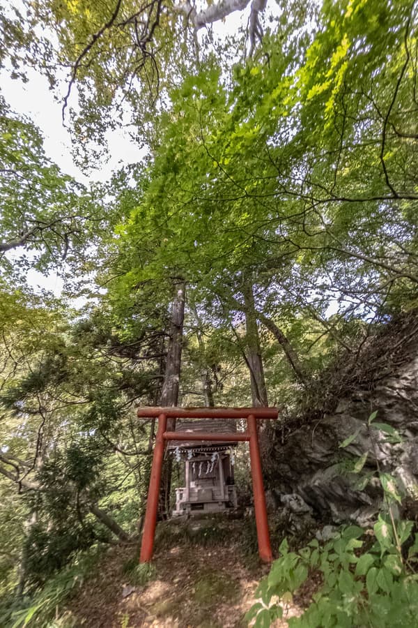 伊邪那岐山的裂岩樱花树