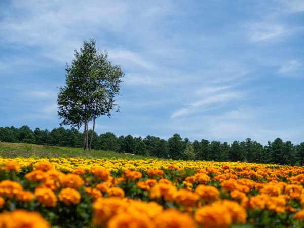 Bunga-bunga yang bermekaran di seluruh kebun