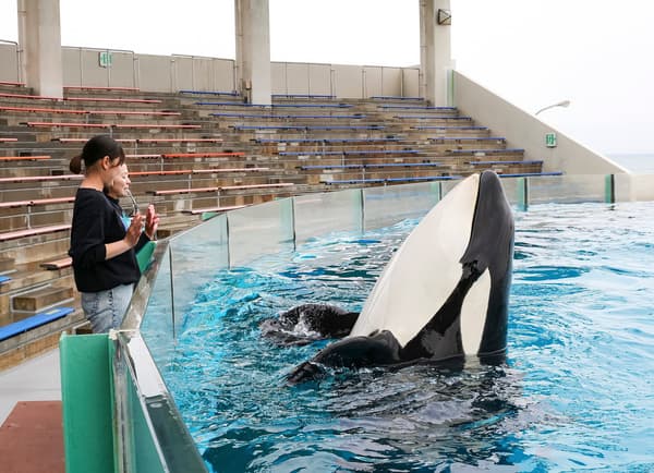 Orca handshake experience at Kamogawa Sea World