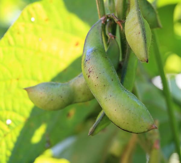 Edamame hitam (Oktober)