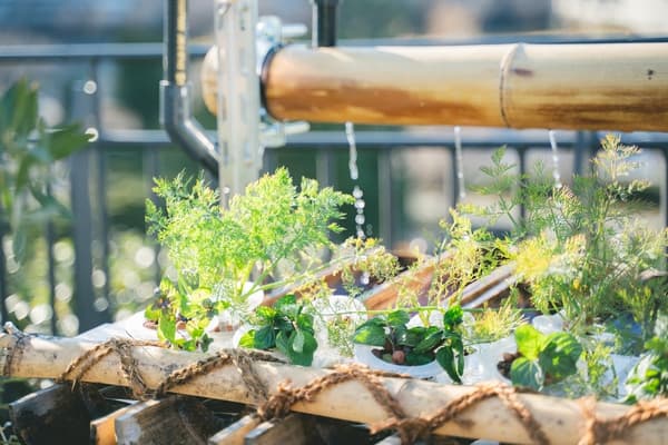 农场的新鲜收获