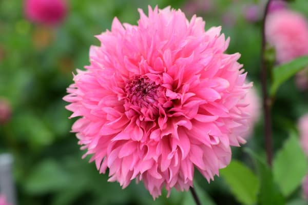Dahlias in bloom