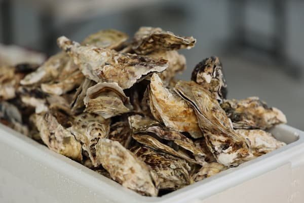 店内准备的手工打磨牡蛎