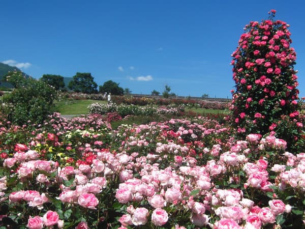 Rose Garden in bloom