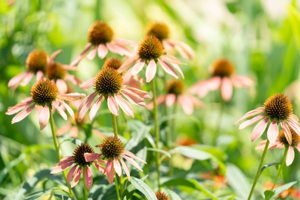 Naturalistic garden in full bloom at Gunma Flower Park+