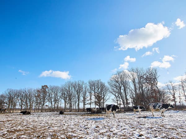 Vacas pastando en un pastizal nevado bajo un cielo azul