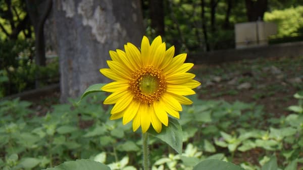 Sunny Kids sunflowers in bloom at Shinjuku Central Park